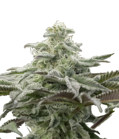 Lemon Citron