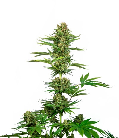 Satin Black Domina CBD