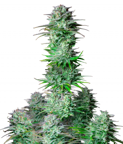 Kosher Cake Auto