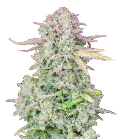 Trainwreck Auto