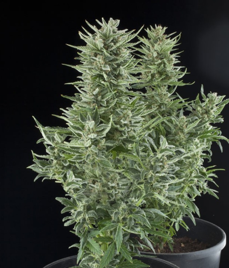 Royal Queen Seeds | Easy Bud Seeds | Green Parrot