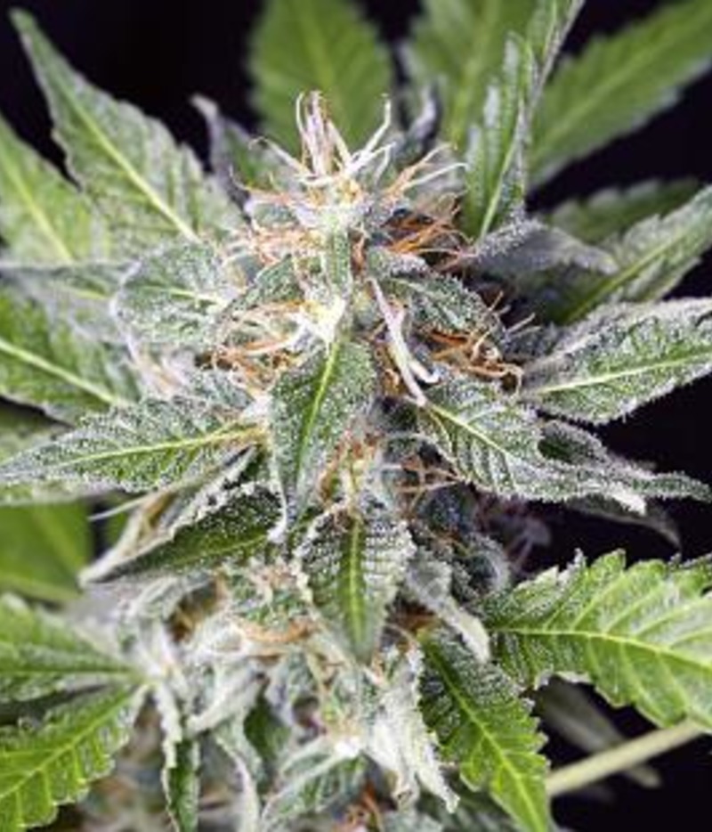 Soma Seeds | Amnesia Haze Seeds | Green Parrot