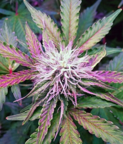 Northern Light Auto