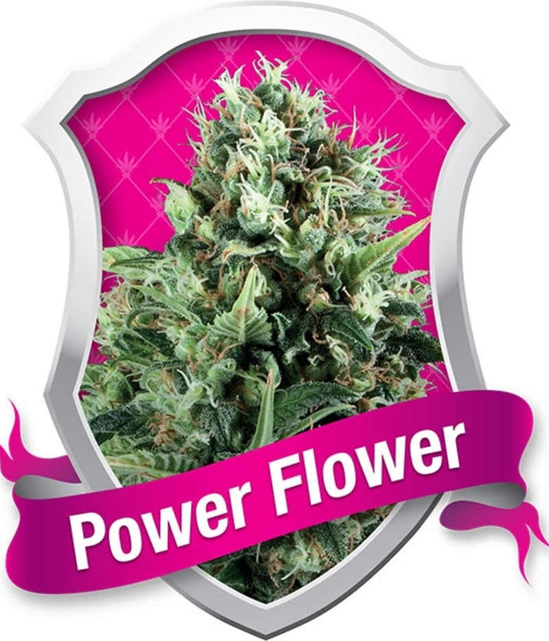 Power Flower Femenised Cannabis Seeds from Royal Queen Seeds