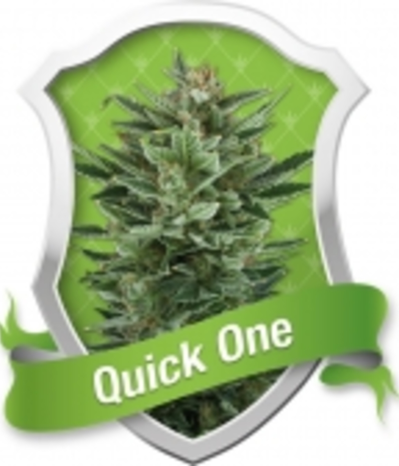 Royal Queen Seeds | Quick One Seeds | Green Parrot