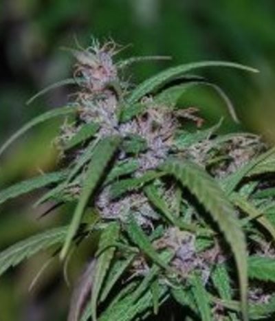 Purple Haze