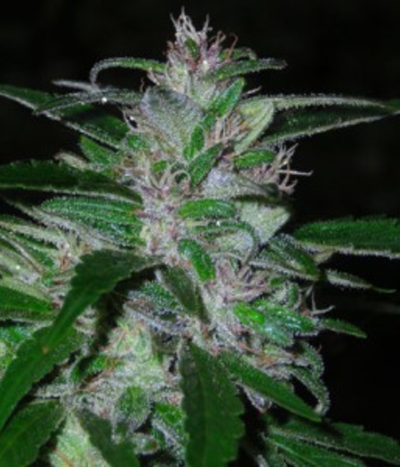 Super Cali Haze Autoflowering Marijuana Seeds from Short Stuff