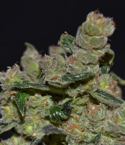 Diesel