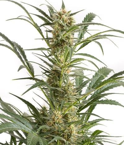 Mechero Clipper Dinafem - Compra Mechero Clipper Dinafem de Dinafem Seeds -  LaMota GrowShop