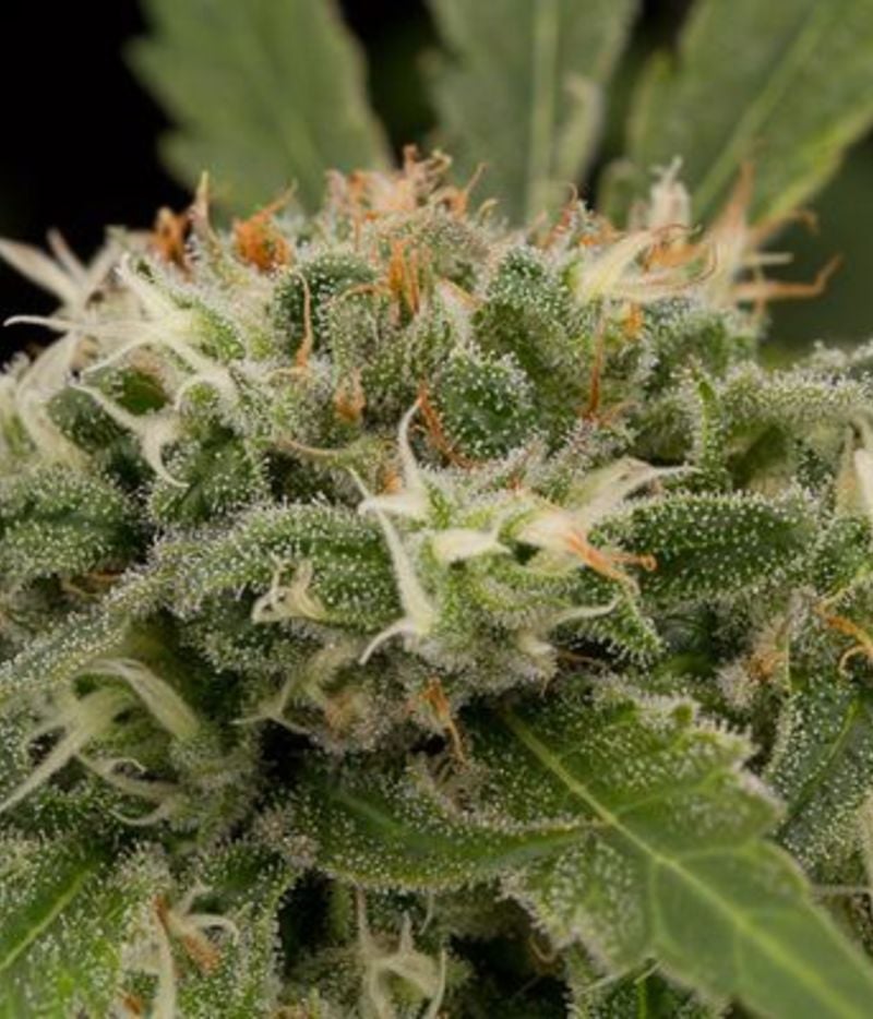 Dinafem | Strawberry Amnesia Seeds | Green Parrot