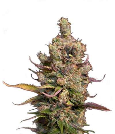 Royal Canadian Haze Auto