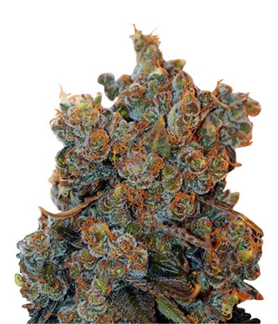 Cheese Fondue Auto