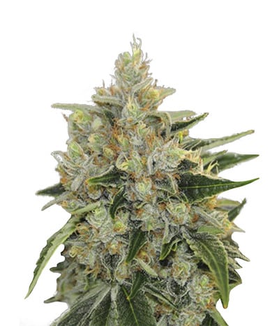 Canadian Widow