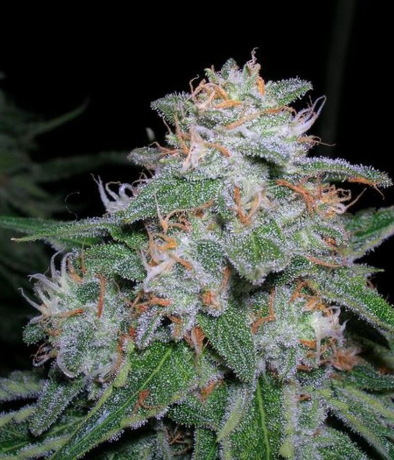 Double Jack (Canadian Seed Lab) :: Cannabis Strain Info