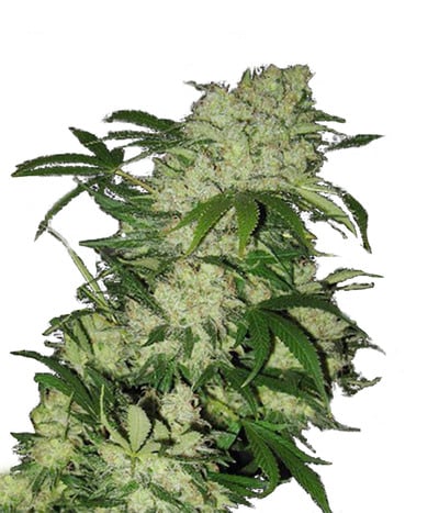 Grizzly