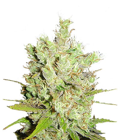 Royal Canadian Haze