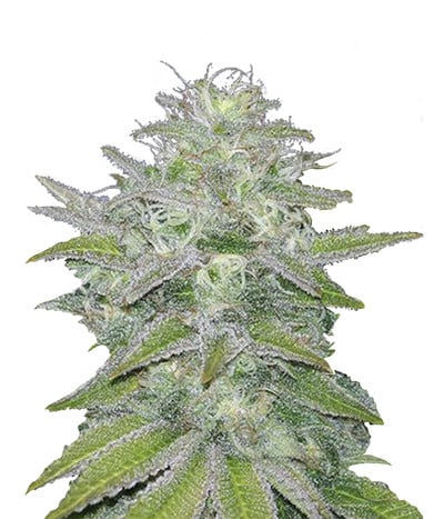 Canadian Widow Auto
