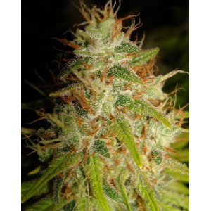 Ministry of Cannabis | Nepalese Dragon Seeds | Green Parrot