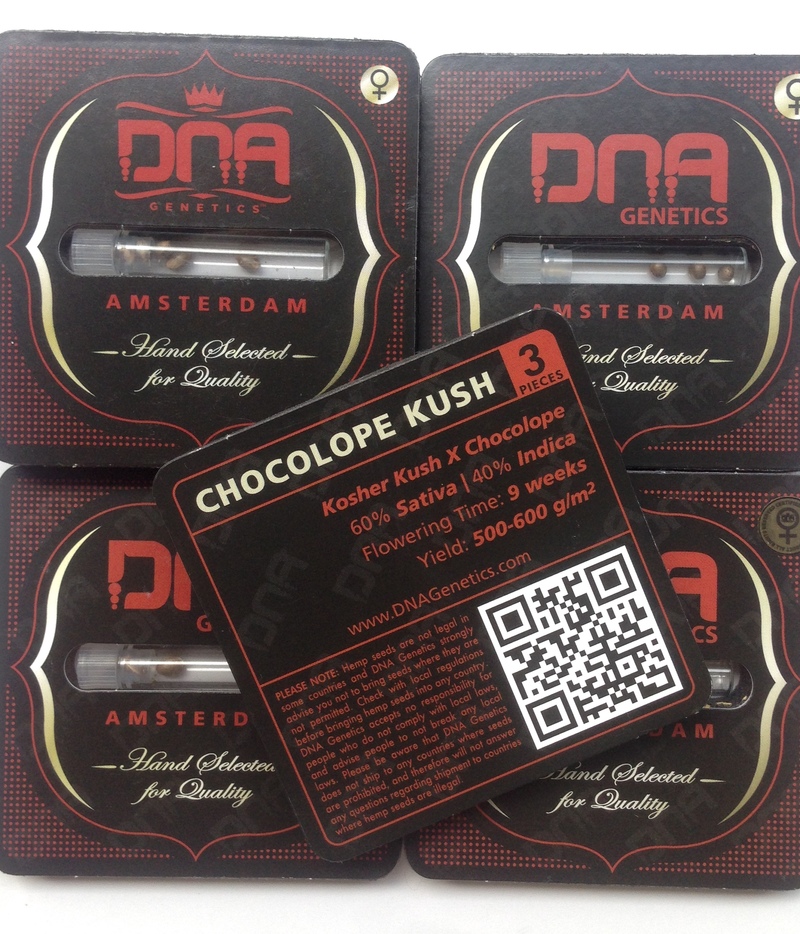 DNA Chocolope Kush Seeds Green Parrot