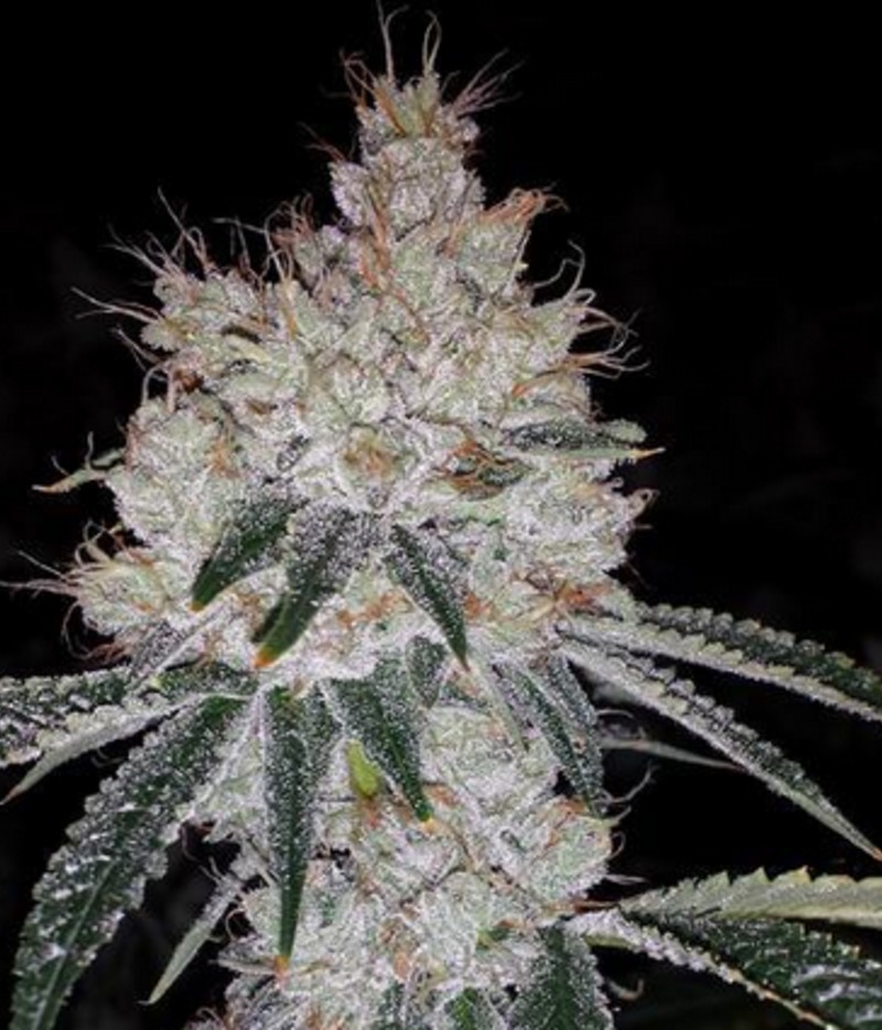 Canadian OG Kush Auto Autoflowering Marijuana Seeds from Canadian Seed Lab