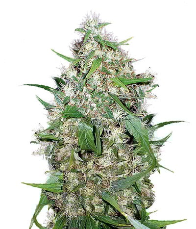 Auto Critical