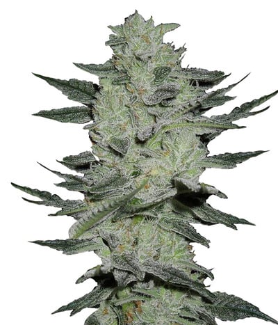 AUTO JACK HERER - Samsara Seeds - Root Catalog