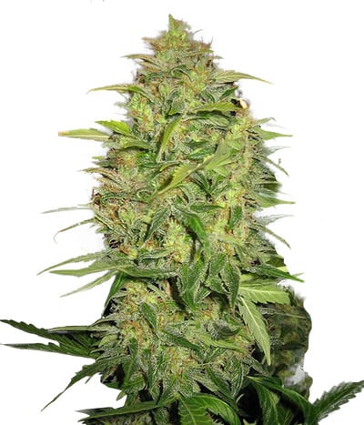 Auto Lemon Skunk