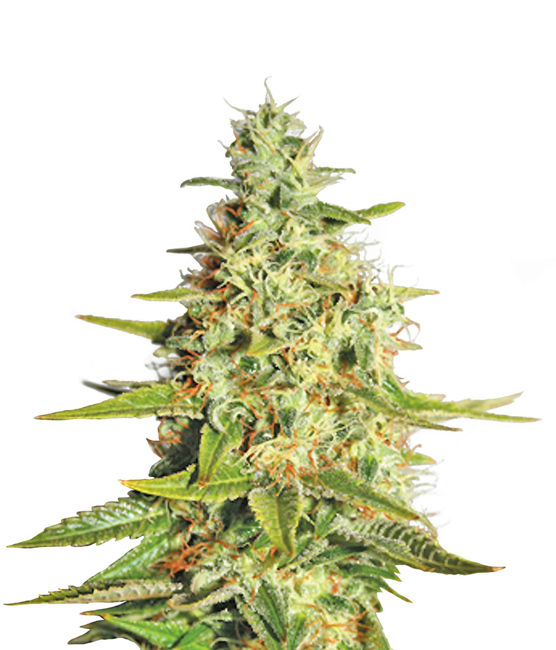 Acapulco Gold Femenised Cannabis Seeds from Barney's Farm in Green Parrot