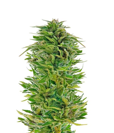 Amnesia Lemon