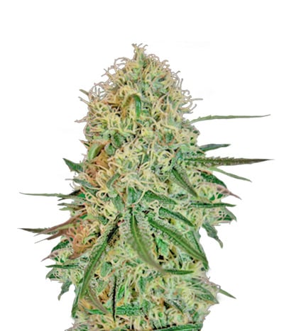 Chronic Thunder