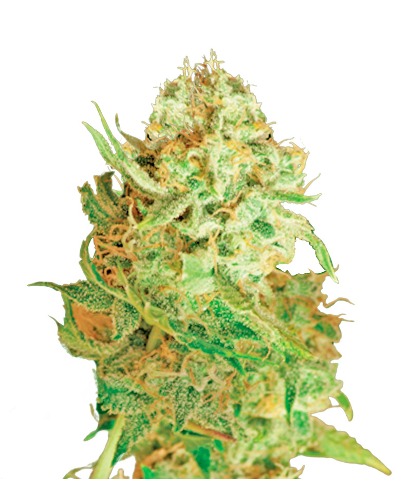 Red Dragon Marijuana Strain Characteristics