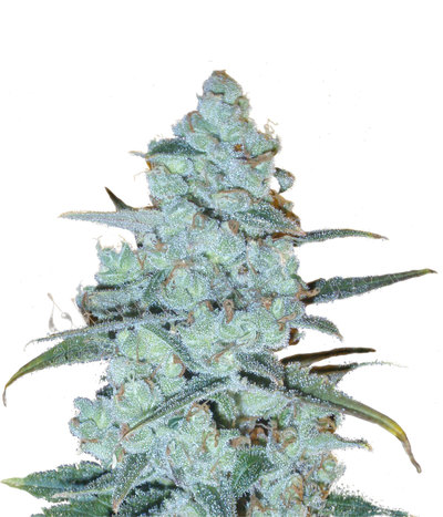 Critical Jack Herer