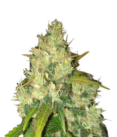 Black Russian