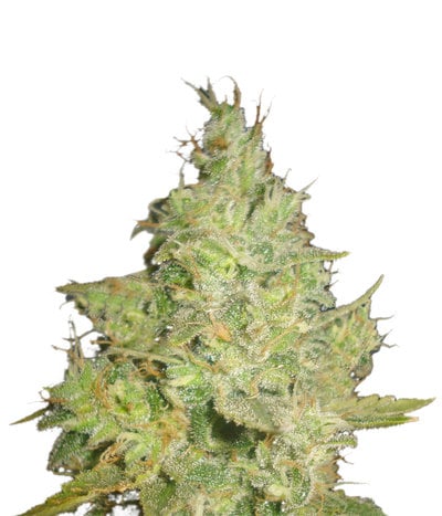 Critical Kali Mist