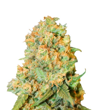 Critical Super Silver Haze