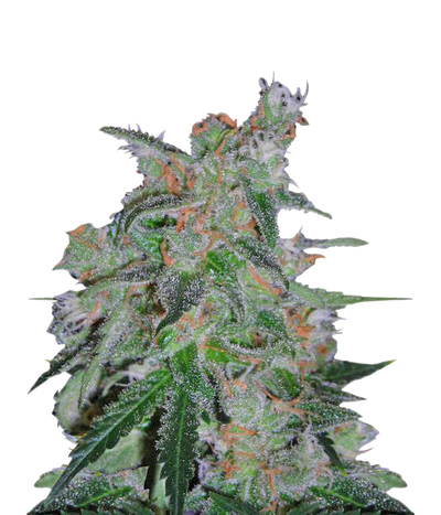 60 Day Lemon-Autoflower