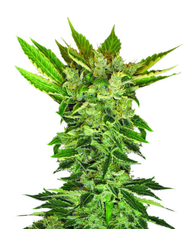 Martian Kush