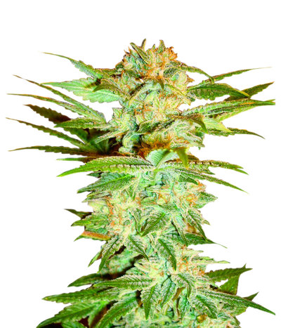 Stacked Kush
