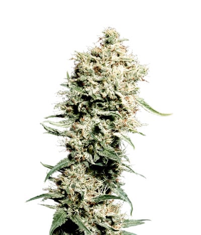 White Rhino