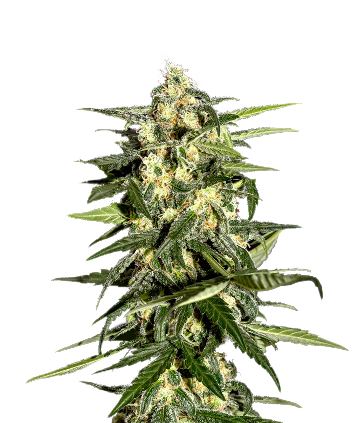 Cogollos Marihuana CBD Jack Herer