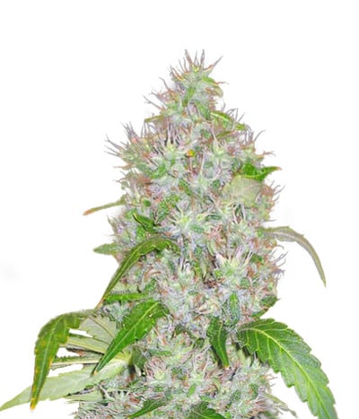Hashberry