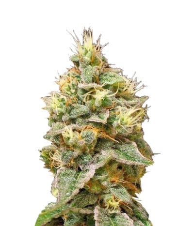 Confidential Cheese