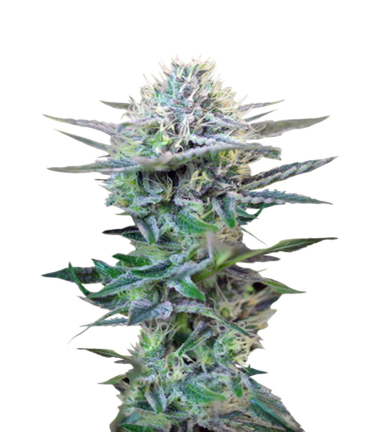 Semillas feminizadas autoflorecientes + Speed de Sweet Seeds