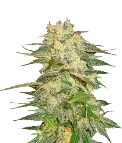 Afghan Kush Ryder