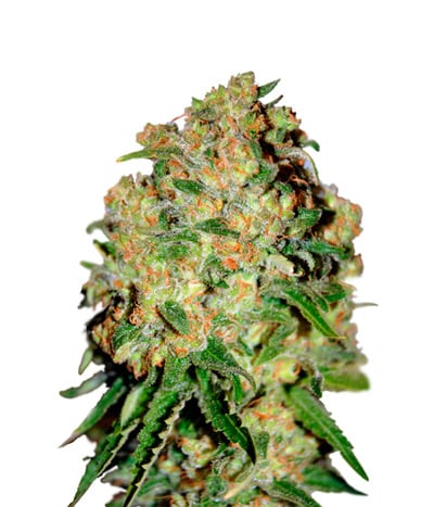 Critical