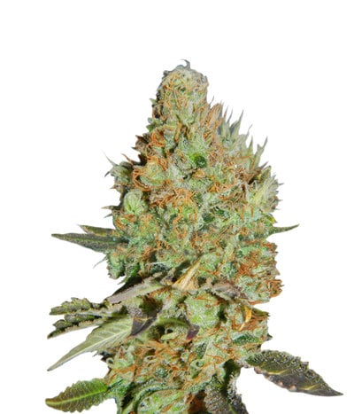 Afghan Kush Special