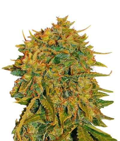 Northern Lights x Big Bud Auto Ryder