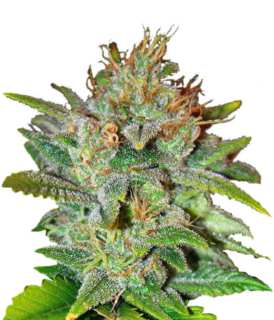 Skunk 47