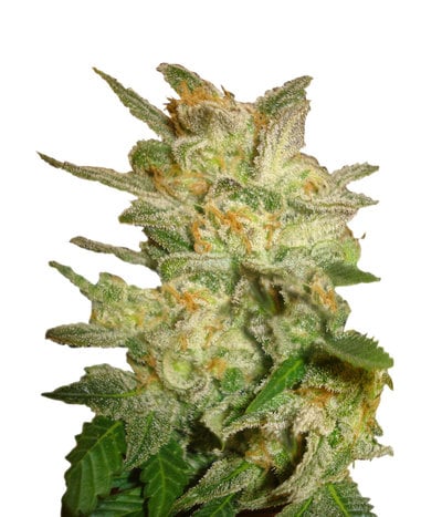 Star 47