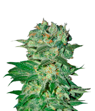 Stoned Immaculate